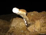 Странные грибы